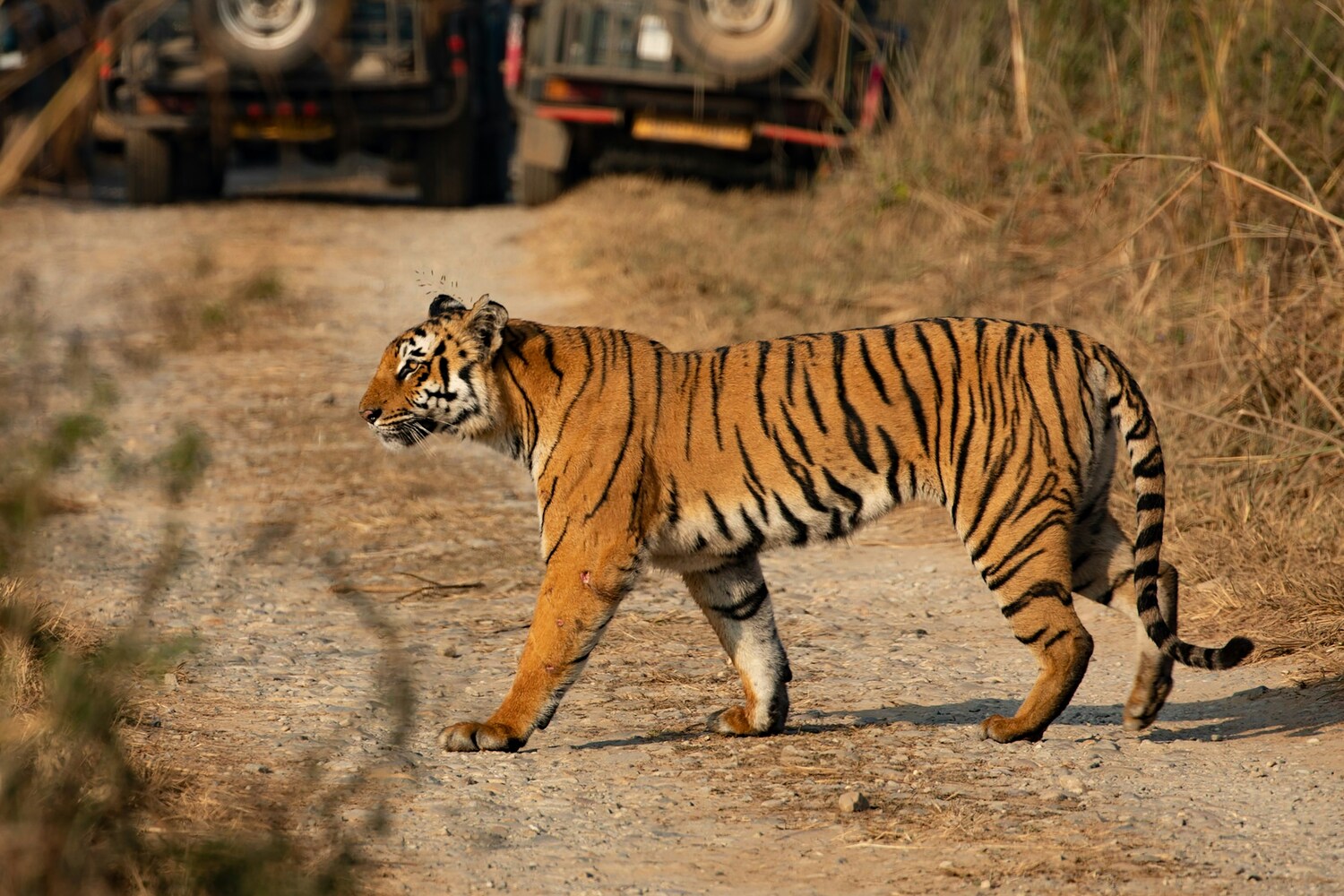 Jim Corbett Tiger